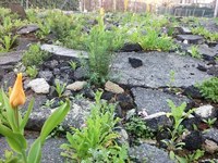 Bodenversiegelung verschärft Hitzeproblem