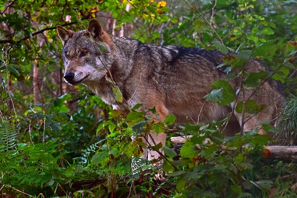 Nachhaltige Alpen brauchen Schaf und Wolf