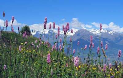 Natur in den Alpen: geschätzt und gefährdet