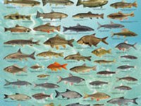 Bemühungen um die Fische in den Alpen