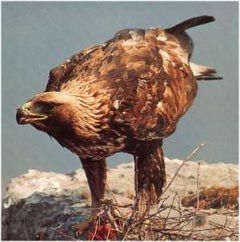 Positivbilanz der Schutzprojekte für Bartgeier und Steinadler