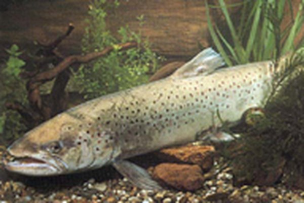 Schutzmassnahmen für Alpenrhein und Bodensee