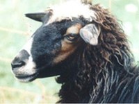 Erstes Bovska-Schaf-Koordinationstreffen