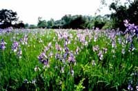 Internationale Konferenz "Natura 2000 Management"