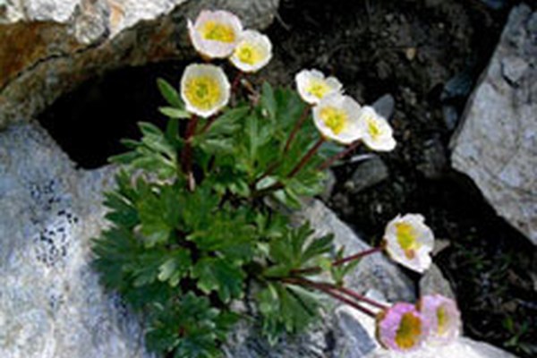 Klimawandel verringert Artenvielfalt