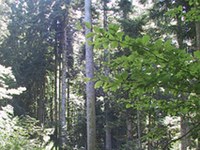 Von der Holzbaukunst bis zum Heuwiesenwickel - Neben den natürlichen Ressourcen sind die Fähigkeiten und das Engagement der Menschen der Schatz der Alpen