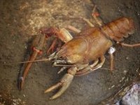 Über 10.000 fremde Arten in Europa