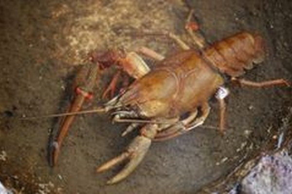 Über 10.000 fremde Arten in Europa