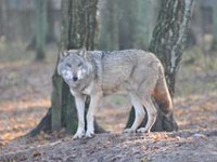 Grosssäuger und Greifvögel kehren zurück in die Alpen