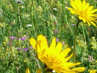 Biodiversität in aller Munde