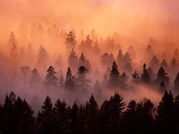 Jahr der Wälder: Aktionen im Alpenraum