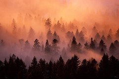 Jahr der Wälder: Aktionen im Alpenraum