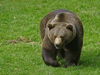 Meister Petz ist da!