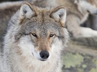 Willkommen, Wolf, Luchs und Bär