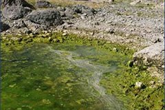 Nationalparks entfernen exotische Fischarten