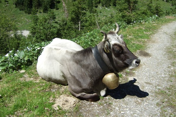 Allgäu: Tuberkulose bei Rindern und Rotwild