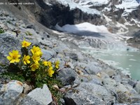 Alpine Pflanzen: Langlebig und gefährdet