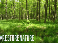 Auf der Kippe: EU-Gesetz zur Renaturierung