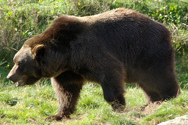 Bären: Die Verantwortung liegt bei uns