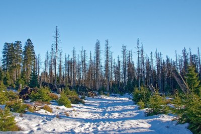 Bergwald im Klimawandel