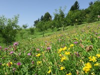 Bestäuber: Unersetzlich für die Landwirtschaft