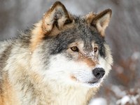 Der Wolf in der Alpenregion