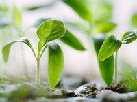 Herausforderungen für die alpine Landwirtschaft