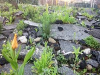 Hitze durch Bodenversiegelung