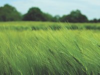 Klimaschutzpreis: Herausragende Klimaschutz-Initiativen gesucht