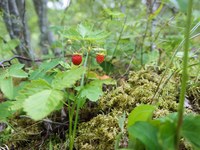 Kurzgeschichte: Der Waldschratt