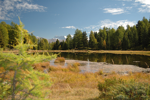 Mit Mooren aus dem Klimasumpf