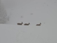 Schweizer Steinböcke für Bayerns Berge