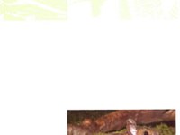 BZG Berichte Band 36