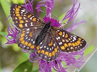 Schmetterlinge - Vielfalt durch Wildnis