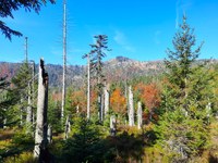 Vortrag: Grenzenlose Waldwildnis - Aktuelles aus dem Nationalpark Bayerischer Wald