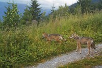 Živeti z velikimi zvermi na območju Alp