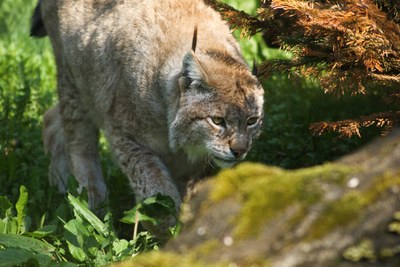 Ris (Lynx lynx)