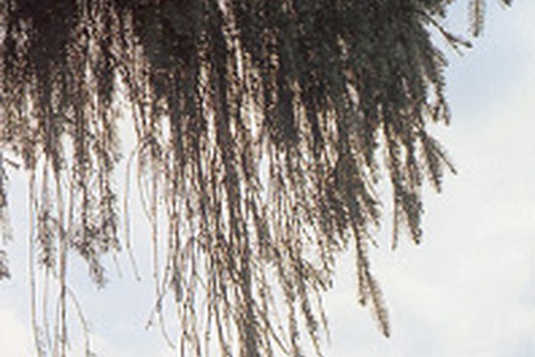 Project launch: Study of persistent organic pollutants in the Alps