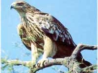 Partnership between the Alps and the Carpathians