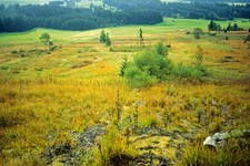 The "Allgäu Moor Alliance" wins the German  Government's Competition for Large-Scale Nature Conservation Projects