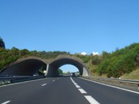 Green light for deer and lynx in the Alpine-Carpathian Corridor