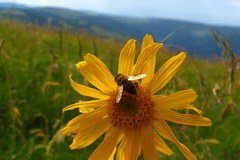 International projects on the impact of climate change in mountain regions