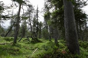 Transnational ecological networks - history, status quo and potentials