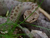 Financial boost to Bavaria's Ecological Network