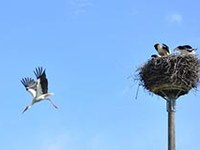 Connectivity video clip for mayors