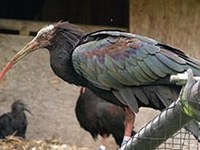 The northern bald ibis - welcome back to the wild!
