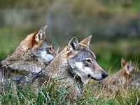 Wolves: France wants to shoot them while Switzerland celebrates new-borns