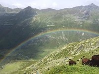 Alpine-wide network for shepherds