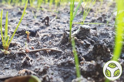 Saving land, saving soil