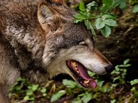 Wolves: we need to debate values openly